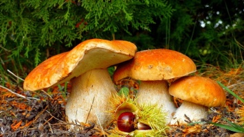 Как не отравиться грибами: жителям Днепра и области дали советы