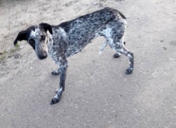 В Мелитополе ищут хозяев породистой собаке (фото)
