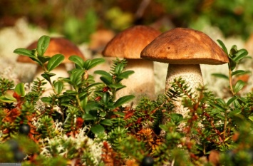 Украинцы травятся грибами
