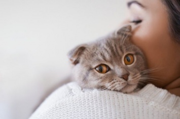 Что могут думать кошки о своих хозяевах