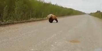 На Камчатке сняли медведя с бидоном на голове