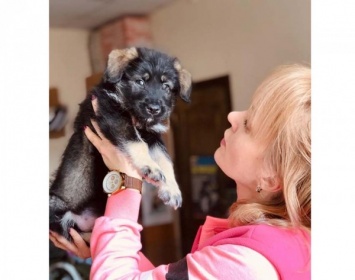 В Днепре волонтер более двух месяцев живет на изоляции в офисе с крошечными щенками