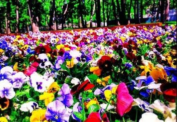 В Харькове высадили миллион цветов