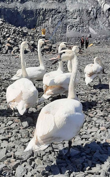 Жара сводит с ума птиц: на криворожском ГОКе спасли стаю лебедей