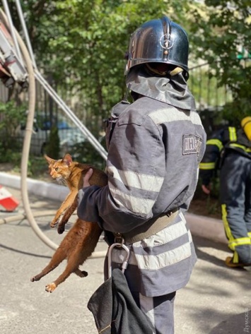 Одесские пожарные спасли из горящей квартиры кошку и декоративную крыску
