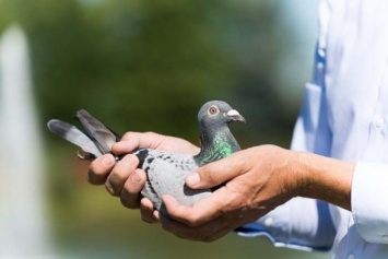 «Операция голубь»: днепряне скооперировались и спасли птицу из смертельной ловушки