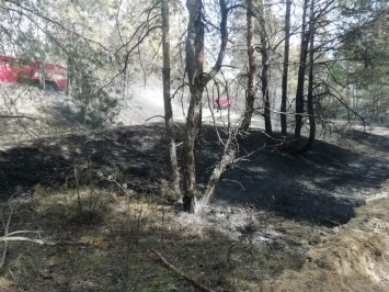 Крупный лесной пожар потушили в Голопристанском районе