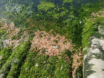 До 5 тысяч на квадратный метр: в Хаджибейском лимане считают умерших креветок