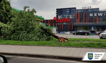 Гроза во Львове остановила городской электротранспорт и повалила деревья. Фото