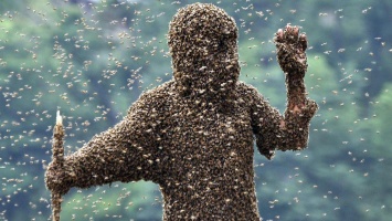 «Опасное соседство»: на доме в Днепре поселился рой пчел