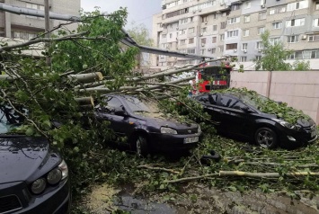 Непогода в Днепре: сильный ветер, проливной дождь, полсотни упавших деревьев и проводов