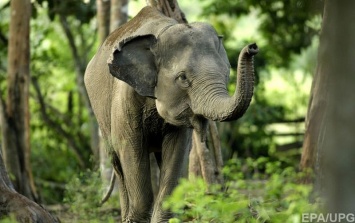 В Индии мужчина завещал 2,5 га земли двум слонам