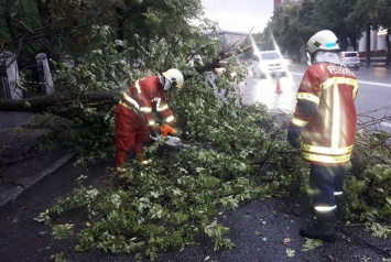 Падение деревьев и поврежденные авто: последствия непогоды в Днепре