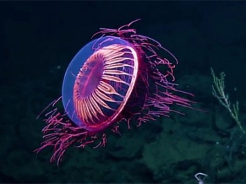 Инженеры создали гибких роботов, способных менять форму подобно медузам