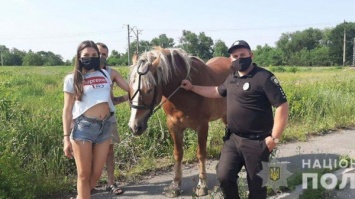 В Каменском неизвестные украли коня и бросили погибать на жаре