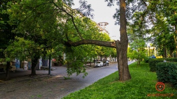 В Днепре на проспекте Дмитрия Яворницкого падает дерево: проезд перекрыт