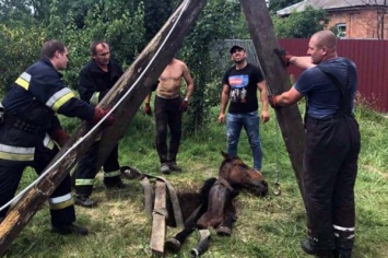 В Кривом Роге из колодца достали беременную лошадь