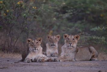В Индии увеличилась популяция азиатских львов