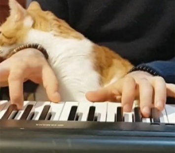Парень прославился благодаря игре с котами на пианино