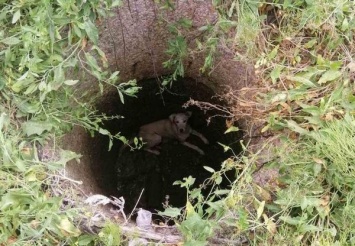 В Бердянске собака упала в колодец: животное спасли бойцы ГСЧС (ФОТО)