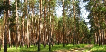 На Луганщине запретили посещение хвойных лесов