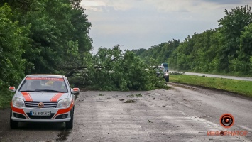 В Днепре на Криворожском шоссе на дорогу упали сразу несколько деревьев