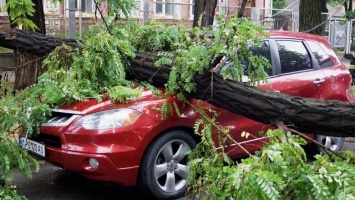 В центре Запорожья упавшее дерево повредило два автомобиля, - ФОТО