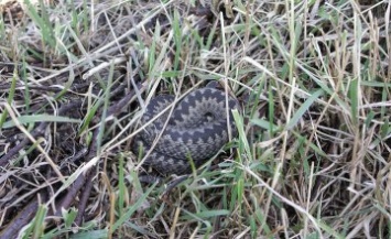 В этом году 4 жителя Днепропетровщины пострадали от укусов змей