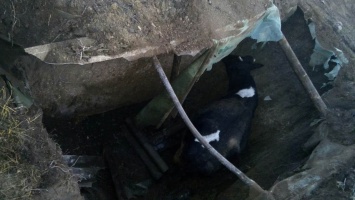 Спасатели вытащили из выгребной ямы на стройке корову