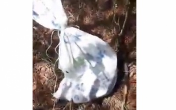 На Херсонщине неизвестные оставили щенков в мешке умирать посреди леса - видео