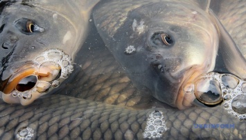 На Черниговщине зафиксировали массовую гибель рыбы