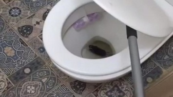 В Киеве наглая крыса пробралась в квартиру через унитаз. ВИДЕО