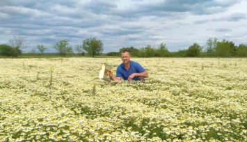 В Запорожской области семейная пара сделала прибыльный бизнес на продаже цветов ромашки, - ФОТО