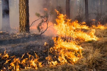 В Павлограде снова горел лес