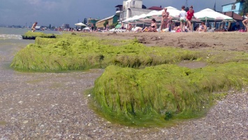 Одесский пляж покрылся водорослями - зеленью усыпан песок, вода и купающиеся люди