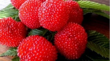 Ежемалина: «Мичурин» из Бессарабии начал выращивать необычную ягоду из-за засухи