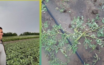 В Скадовском районе град уничтожил урожай овощей