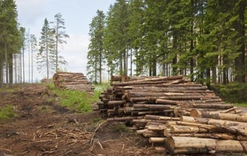 На Буковине чиновники лесхоза организовали хищение древесины