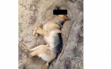 Херсонка утверждает, что ее пса жестоко зарезал сосед и не понес наказания - фото