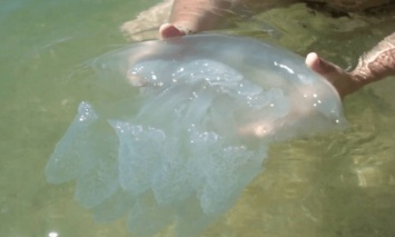 На запорожском курорте отдыхающих жалят опасные медузы - как оказать первую помощь