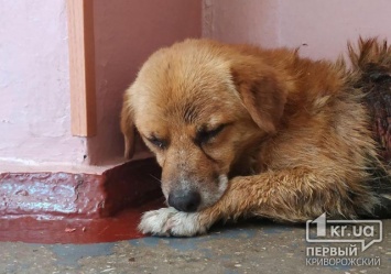 Злоумышленники живьем снимали шкуру с собаки в Кривом Роге (фото 18+)