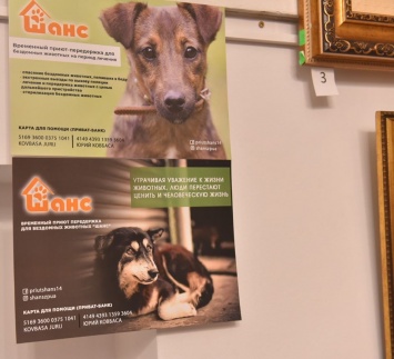 В Запорожье провели аукцион в поддержку бездомных собак