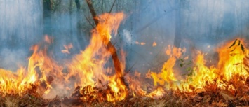 Во Владимирском лесхозе с двух сторон подожгли лес