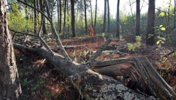 Незаконные рубки леса в Украине уменьшились на 46%
