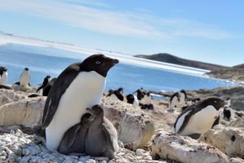 Пингвины Адели могут выиграть от глобального потепления