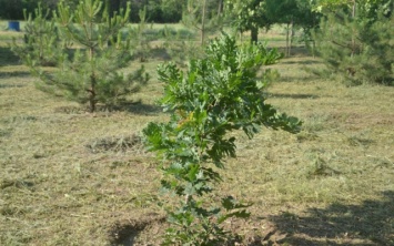 В Таврийске спасают от засухи молодые деревья