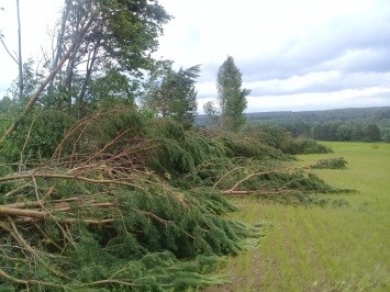 На севере России промчался огромный торнадо и повалил десятки деревьев в лесу. Фото и видео