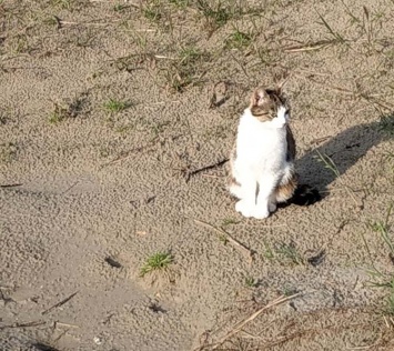 В Каменском бессовестные коты-гурманы «объедают» местных ворон
