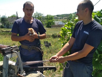 В Николаевской области котенок упал в семиметровый колодец - достать животное удалось лишь спасателям, - ФОТО