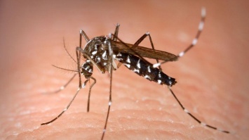Ученые выяснили, передают ли коронавирус комары